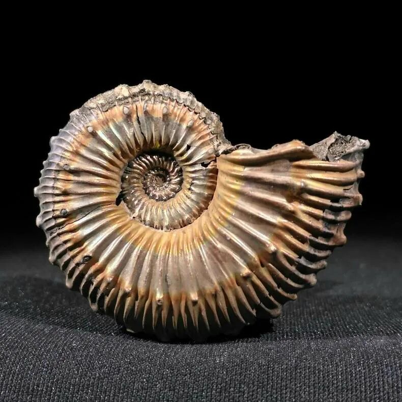 Аммонит окаменелость. Аммонит в камне окаменелость. Аммонит craspedites. Древние моллюски аммониты. Наутилус моллюск окаменелость.