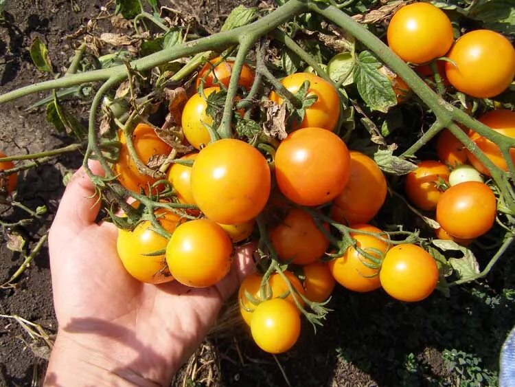 томат уральский ранний. томат урал f1. сибирские томаты для теплиц высокоурожайные сорта. томаты для урала и сибири для теплиц лучшие сорта. томаты для урала и сибири.