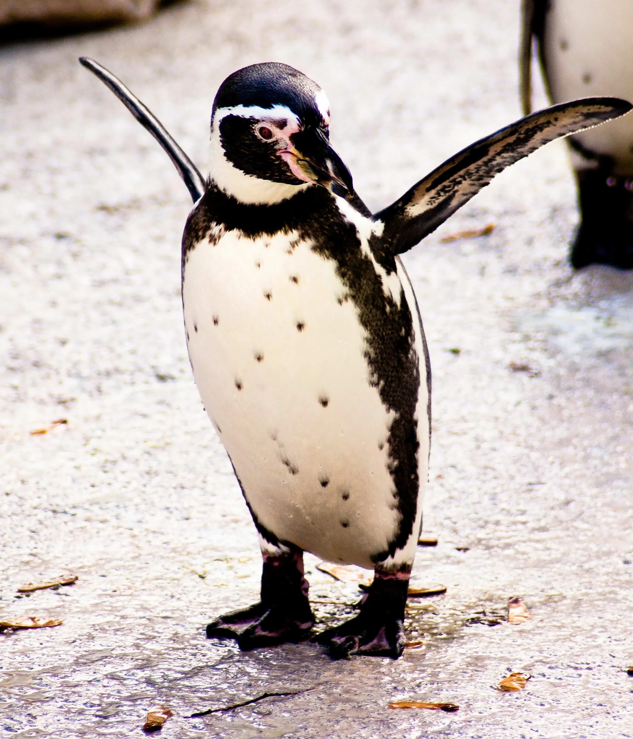 Пингвин гумбольдта. Перуанские пингвины. Гумбольдт Пингвин птицы. Южноамериканские пингвины.