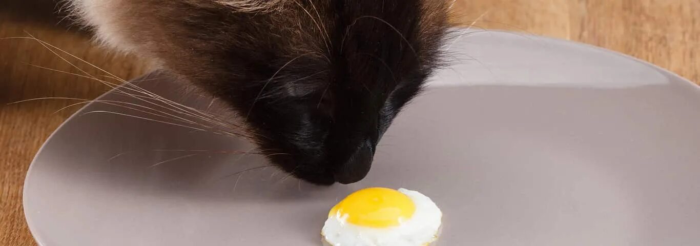 Кошке можно давать яйцо. Кошка яичница. Яичница котенок. Кошка с яйцами куриными. Яичница с кормом для кота.