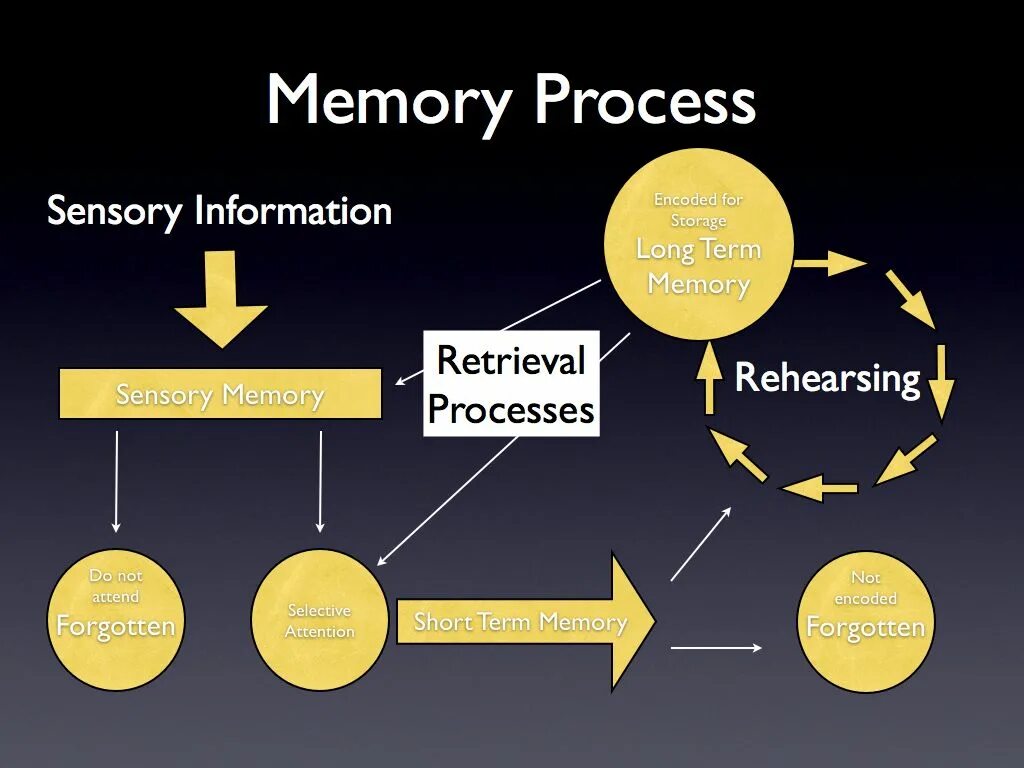 Short memory. Memory process. Sensory Memory. Procedure Memory. Human Memory.