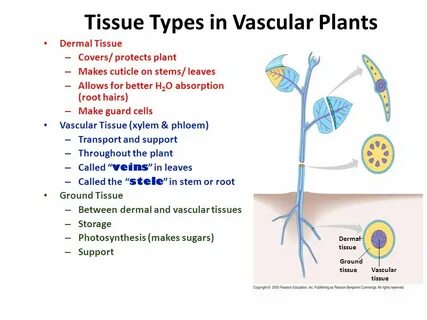 Plant tissues