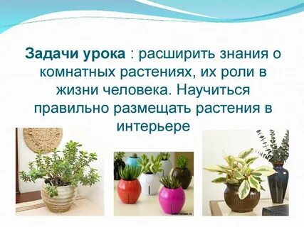 Проект комнатные