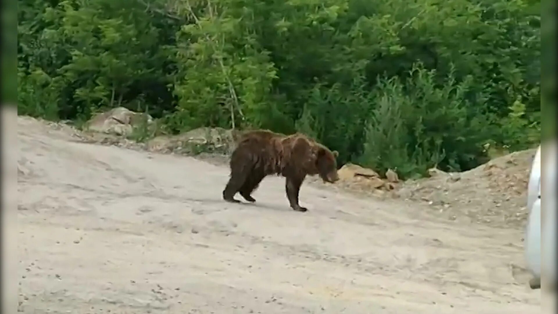 Собака вывела из леса медведей. Сбежавшая Медведица из к9 Иркутск. Медведи в Иркутской области. Трехлапый медведь Иркутск.