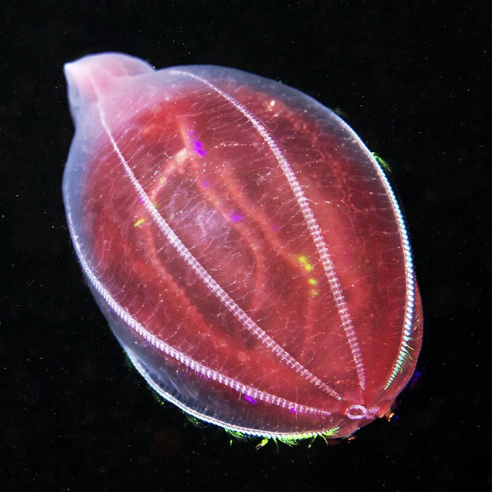 Comb jellies. Медуза Гребневик. Гребневик Берое. Медуза Гребневик мнемиопсис. Гребневика Берое (Beroe ovata).