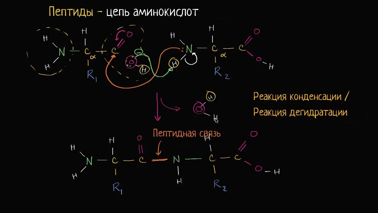 27 синтезы. Цепочка аминокислот. Образование цепи аминокислот. Катализирует образование пептидной связи. Пептиды цепочка.