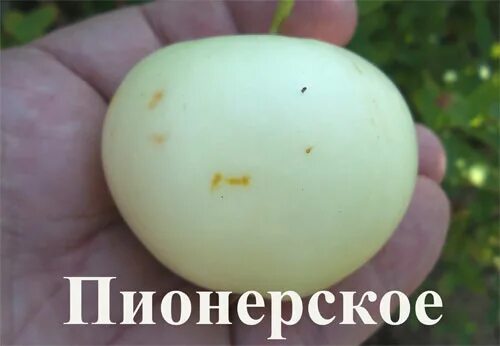 Пионерами яблоня описание фото Яблоня штамбовая "Отличник"ОКС, (семенной подвой) 1 шт, Весна 22 (6494149) Куп