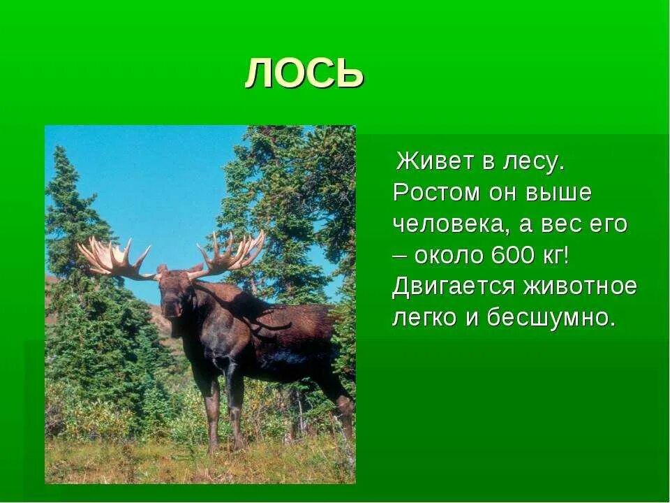 В какой природной зоне живет лось. Лось. Сообщение о Лосе. Лось доклад. Лось презентация для детей.