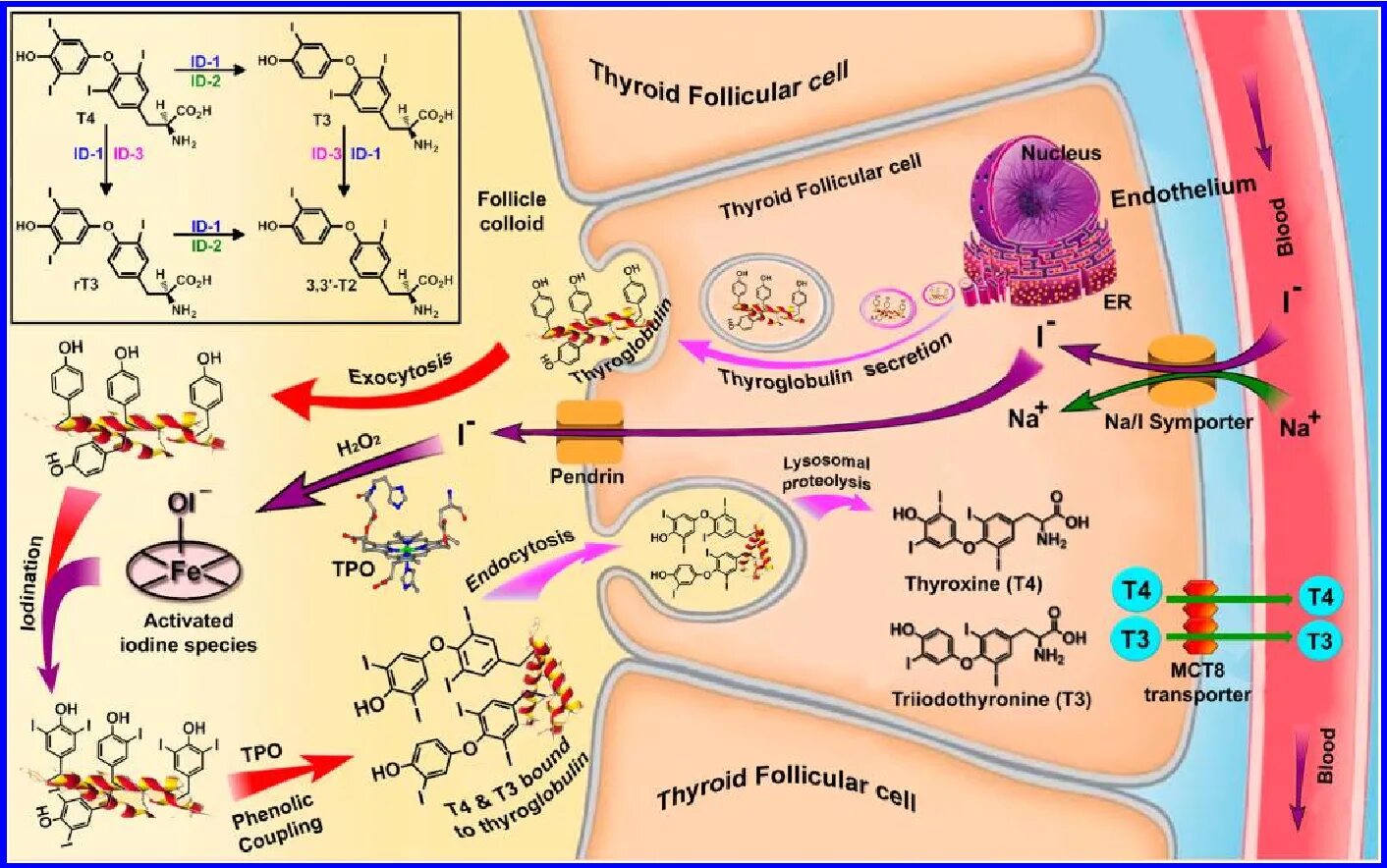 Схема синтеза тиреоидных гормонов. Синтез тиреоидных гормонов биохимия. Тиреоглобулин биохимия. Синтез т3 т4 схема. Распад железа