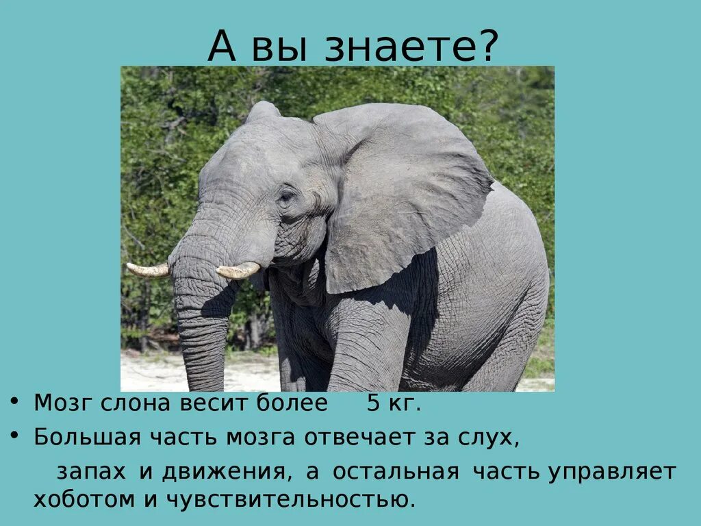 Слон где живет животное. Интересное про слонов для детей. Факты о слонах. Слоны интересные факты. Интересные факты о слоне.