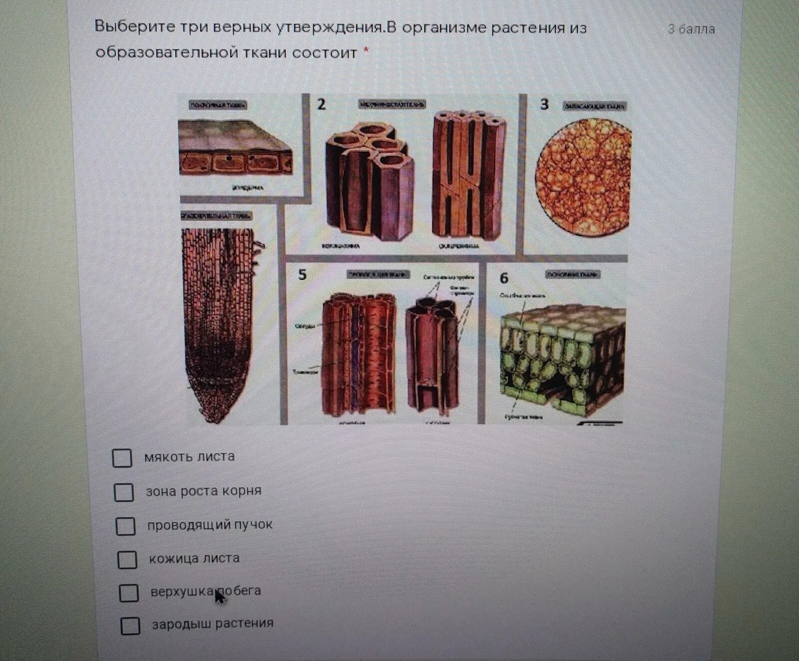 Из образовательной ткани состоит кожица. Из образовательной ткани состоит кожица