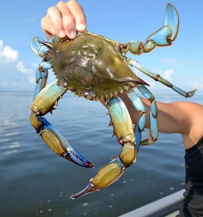 Водный краб. Голубой краб плавунец. Голубой краб Callinectes sapidus. Краб плавунец Черноморский. Дальян краб.