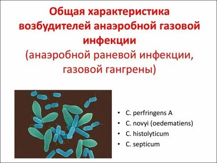 Возбудители микробиология