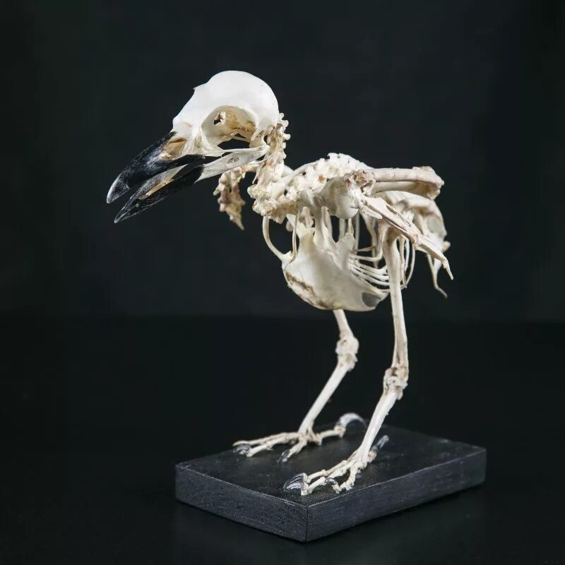 Кости птиц легкие в связи с тем. Скелет ворона спереди. Скелет дрозда. Скелет орла анатомия. Скелет ворона анатомия.
