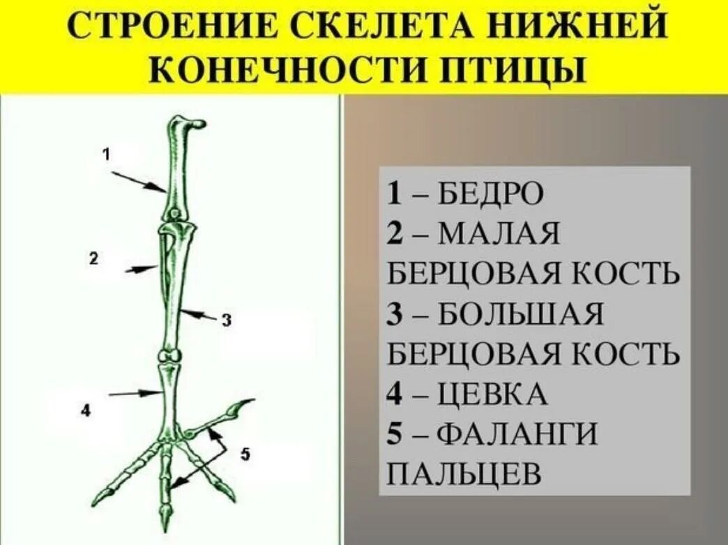 Скелет пояса задних конечностей птиц. Скелет передней конечности птиц. Скелет задней конечности птицы. Пояса конечностей птиц. Строение задней конечности птицы.