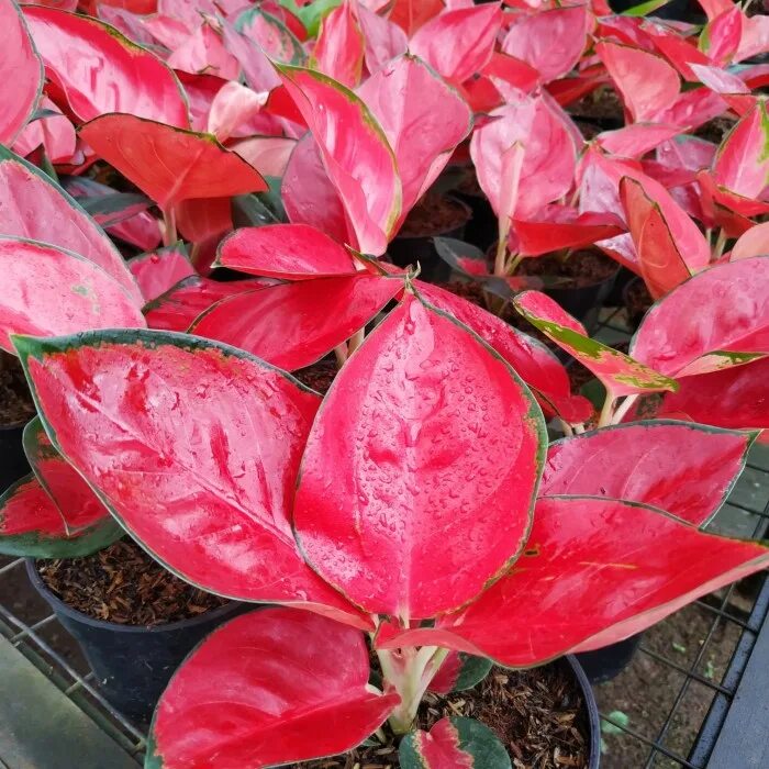 Аглаонема фламинго. Аглаонема cochin. аглаонема cochin red. аглаонема cochin pink.