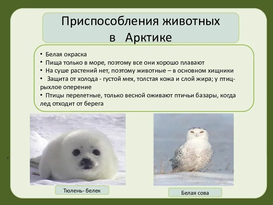 Как приспособились животные в холодном климате. Самые интересный факты о тюленях. Плюсы жить на севере. Приспособления белого медведя. Зона арктических пустынь обитатели.