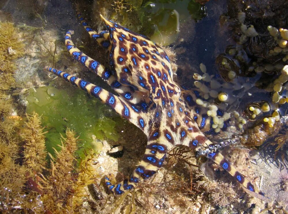 Синекольчатый осьминог. Австралийский Синекольчатый осьминог. Синий кольчатый осьминог. Сине кольчетый осм5ног. Blue ringed