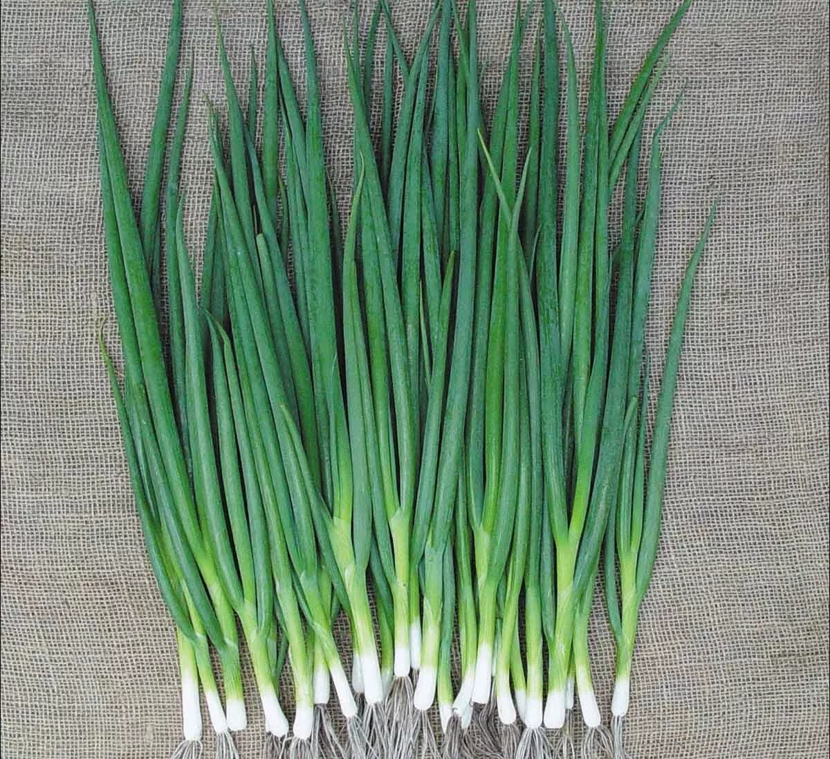 Лук на перо. Лук стардаст на перо. Лук севок на перо. Лук севок зеленый. Лук севок семейка.