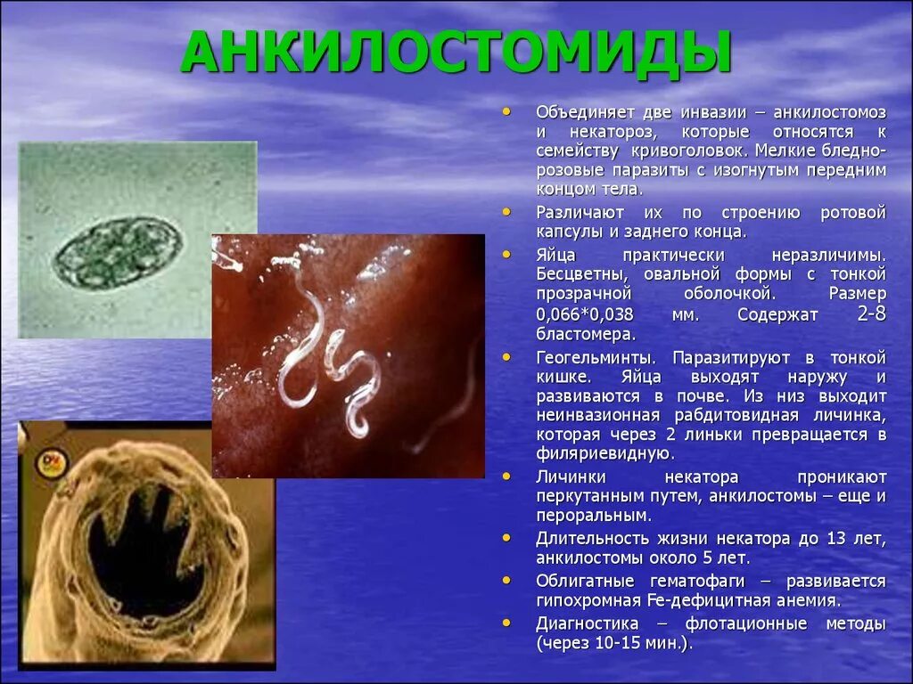 Анкилостомиды (анкилостома, некатор). Анкилостома геогельминты. Без признаков инвазии