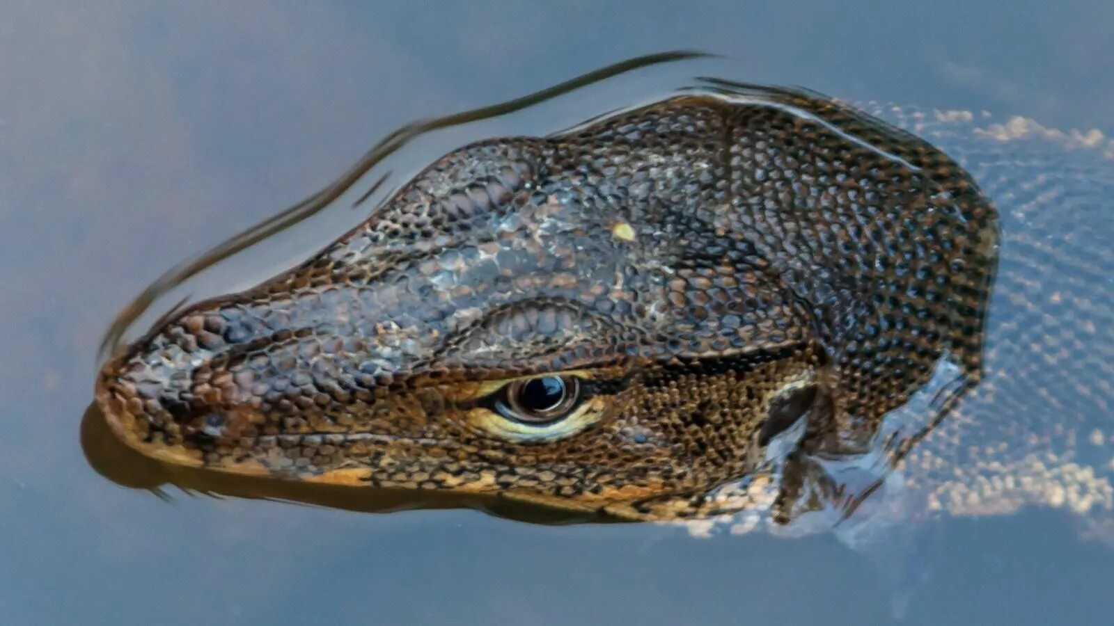 Английский язык 4 класс сборник упражнений с 62-63 ответы. Lizards have got eyes than frogs. Lizards have got eyes than frogs shorter. Впиши must или mustn't 2 класс английский. Мой питомец "ящерица".
