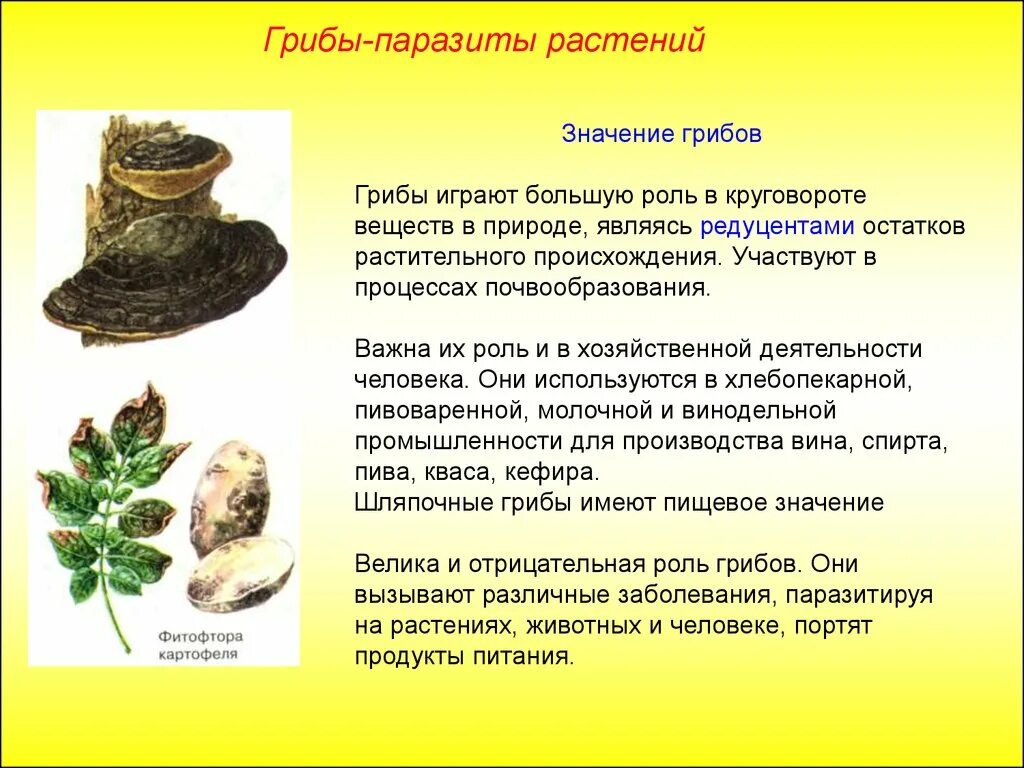 Значение грибов паразитов. Грибы паразиты роль в природе. Роль грибов паразитов. Значение грибов паразитов в природе. Грибы паразиты 7 класс по биологии