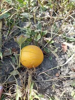 Дыня колхозница выращивание