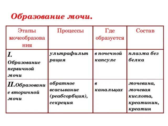 Образование мочи тест. Этапы образования мочи схема. Этапы процесса мочеобразования. Процесс образования мочи этапы. Процесс мочеобразования таблица.