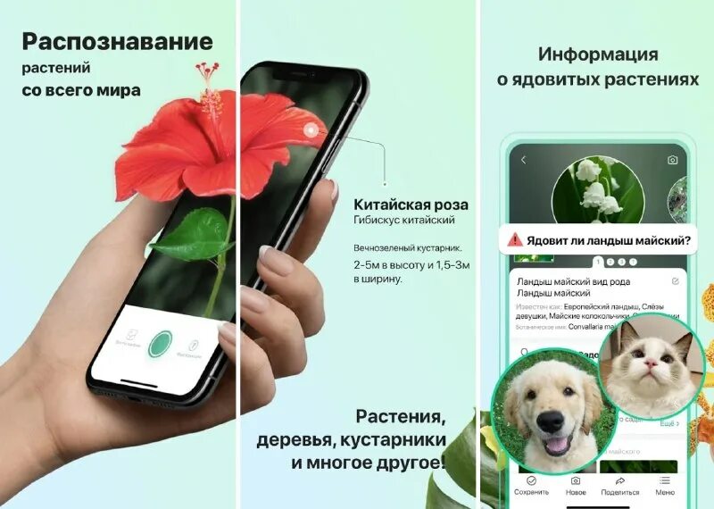 Андроид программа распознавания растений. Андроид программа распознавания растений