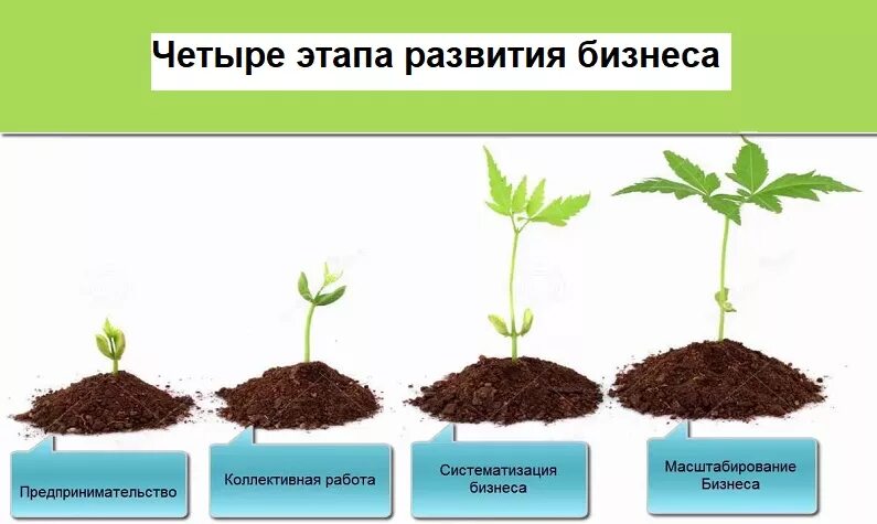 Стадии развития бизнеса