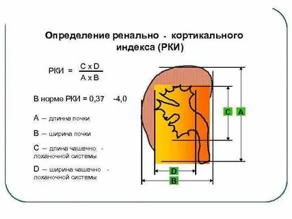 Почечный индекс