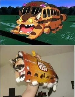 Коте автобус