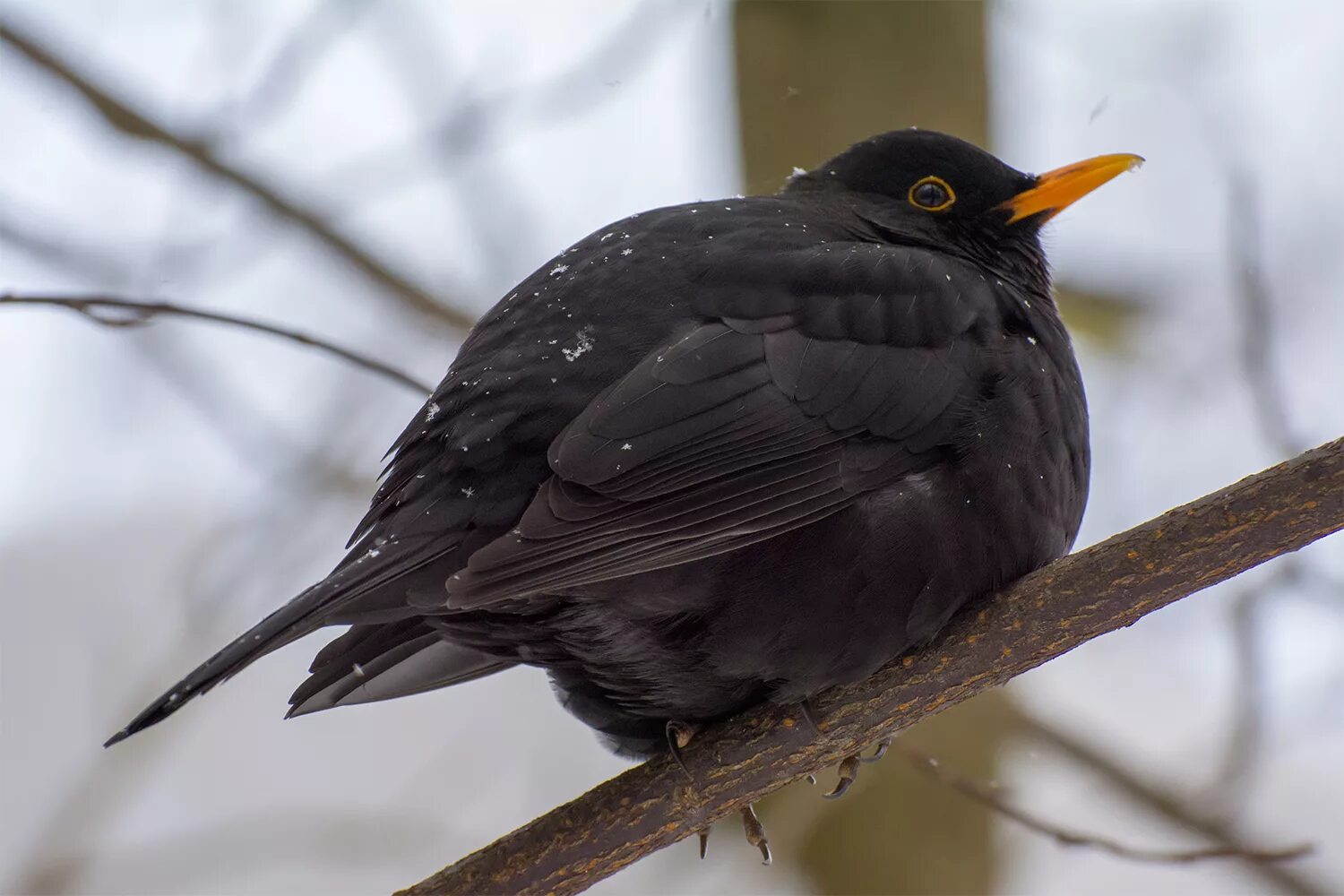 Blackbird bird