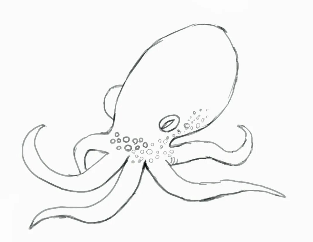 Рисунок осьминога для срисовки. Раскраска морские обитате. Раскраска осьминог. Осьминог поэтапное рисование.