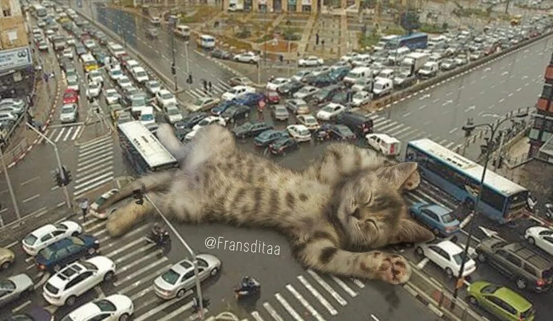 Франсдита Муафидин. Франсдита Муафидин коты. Гигантские котики в городе. Огромный кот на дороге.