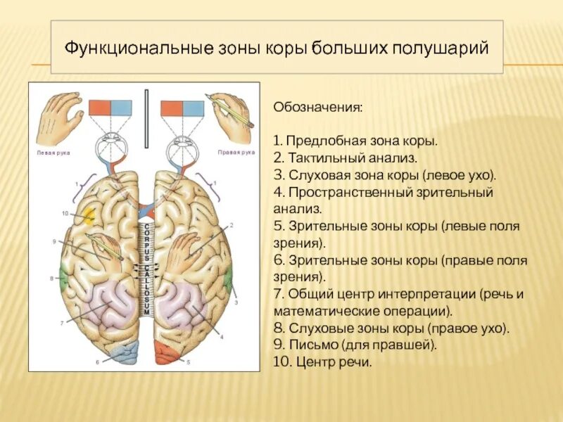 Анализ зрительной информации происходит