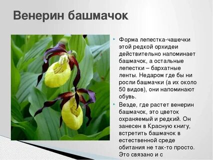 Венерин башмачок где