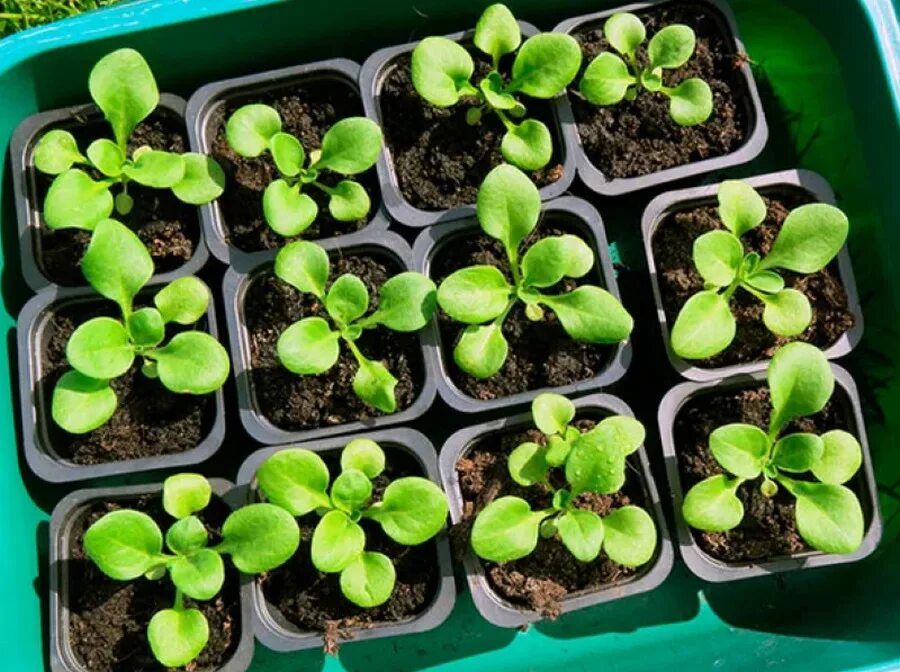 Петуния пикировка рассады. Янтарная кислота для рассады петуньи. Петуния посадка пикировка рассады. Петуния рассада. Семена для рассады.