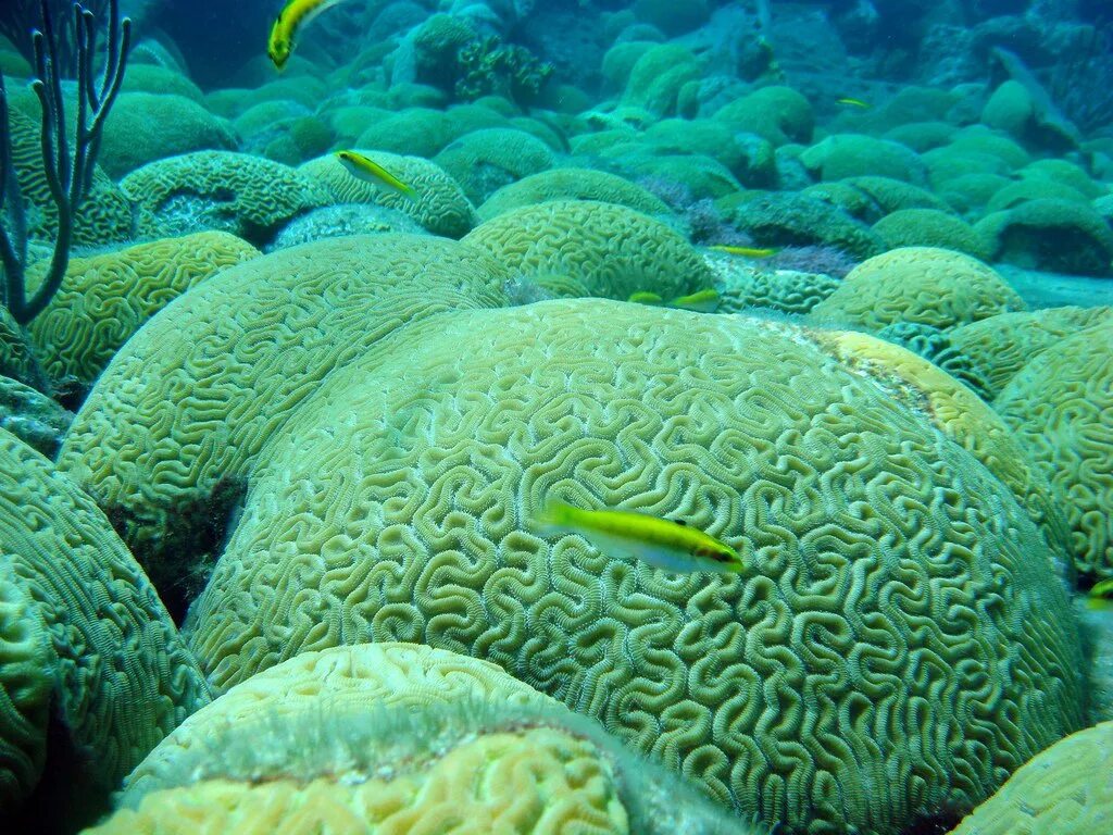 Атлантический океан Саргассово море. Саргассово море водоросли. Саргассово море водоросли саргассум. Фауна Саргассова моря.