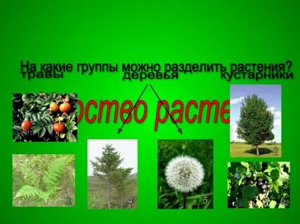 На какие 2 группы можно разделить растения