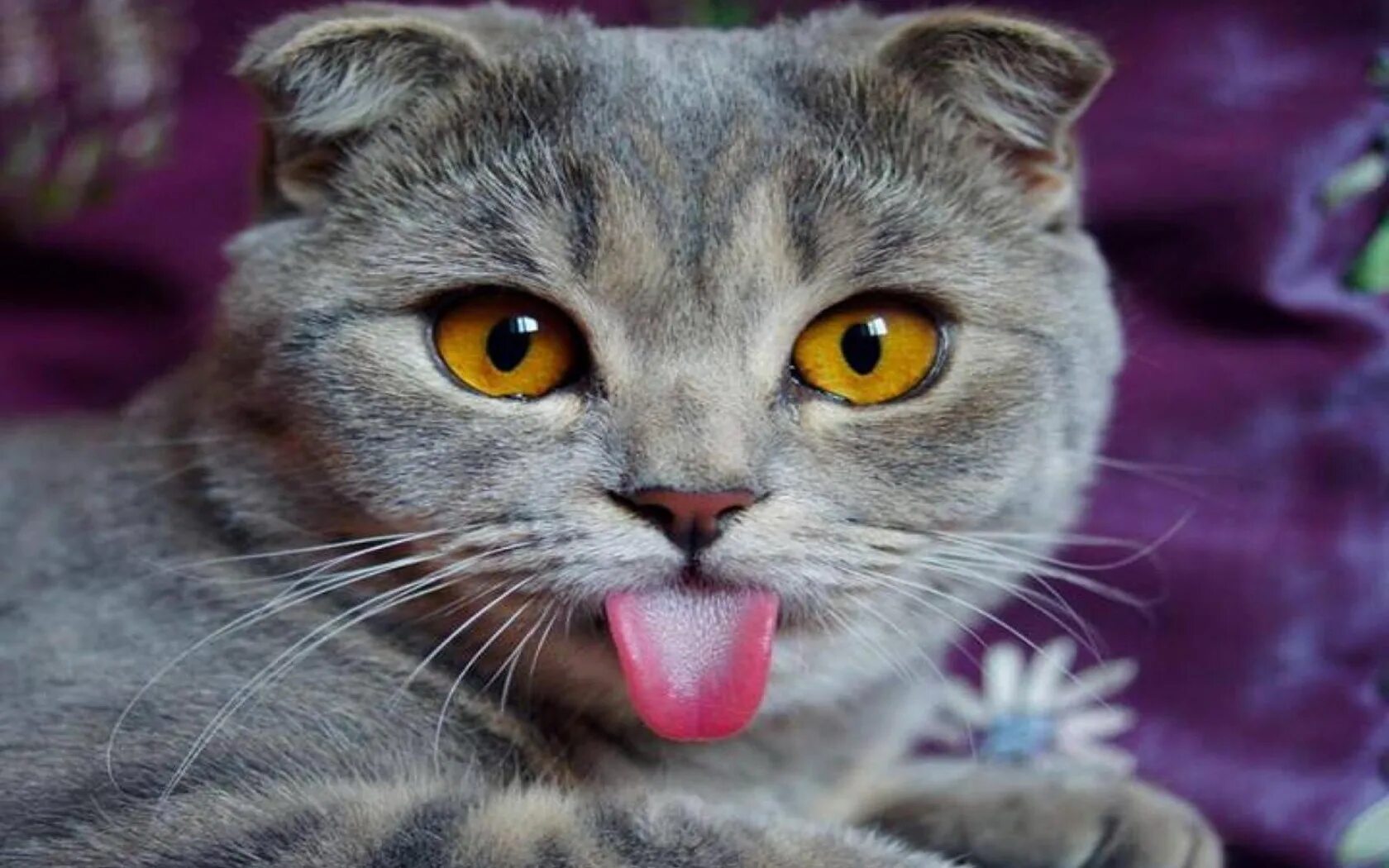 Покажи cat net