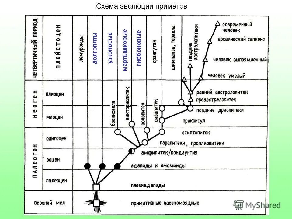 схема филогенетического древа животного мира. схема эволюционного развития животного. схема эволюционного развития. схема эволюционного развития. схема эволюционного развития.
