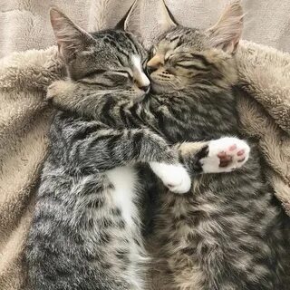 Котик обнимает картинки