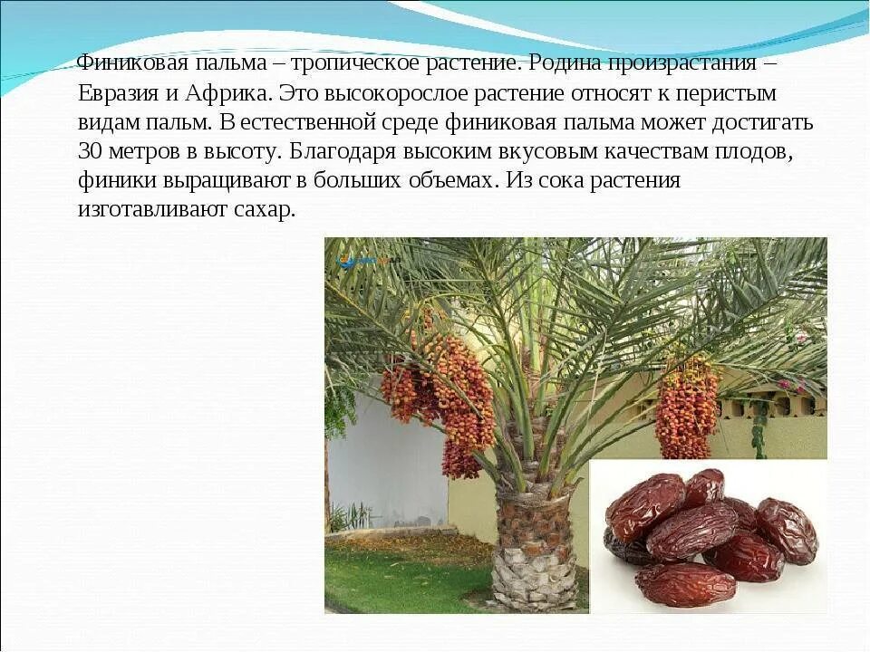 Финиковая пальма сообщение. Финиковая пальма геншин. Плоды финиковой пальмы. Описание финика. Финиковая пальма в пустыне.