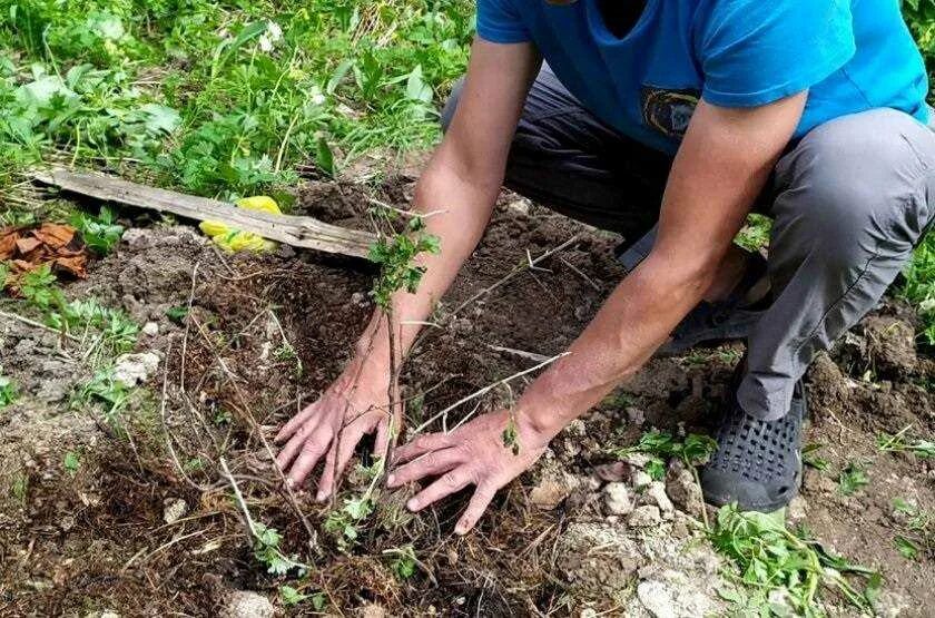 Высадка кустов. Пересадки кустарников\. Сажают кустарники. Посадка крыжовника осенью. Посадка кустарников.