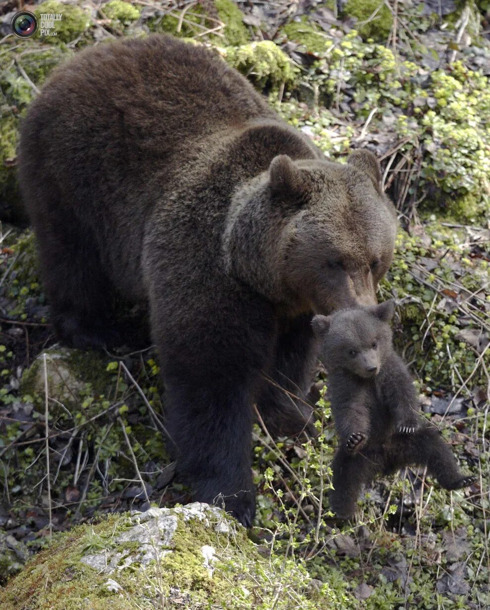 Медведи 06. Северная Америка медведь Гризли. Бурый медведь Урсус Сурский заказник. Гризли североамериканский бурый медведь. Медведица с медвежатами.