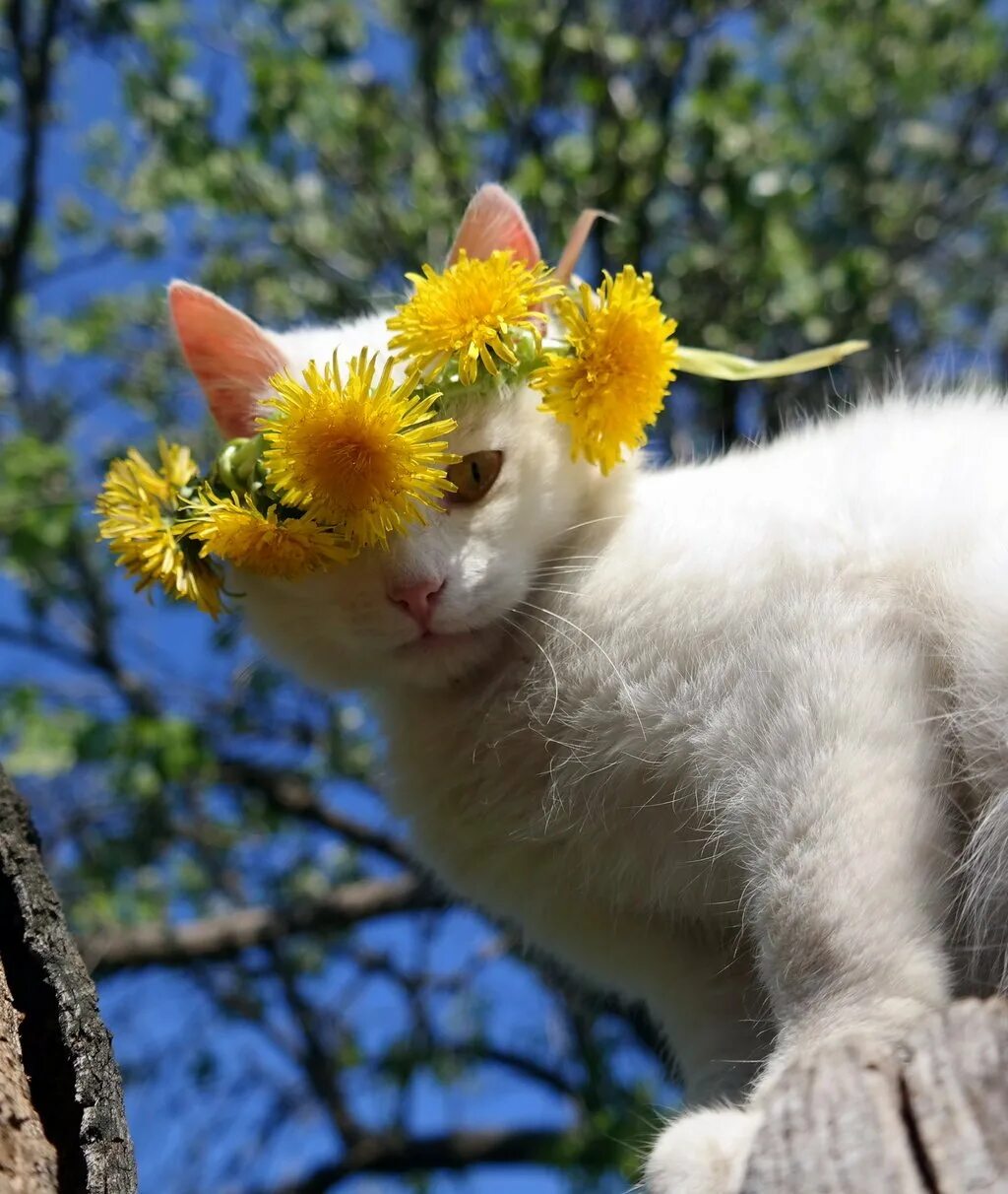 Весенний кот. Кошка на солнышке. Доброе утро прикольные картинки весенние новые необычные