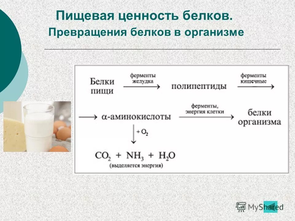 Преобразование белка