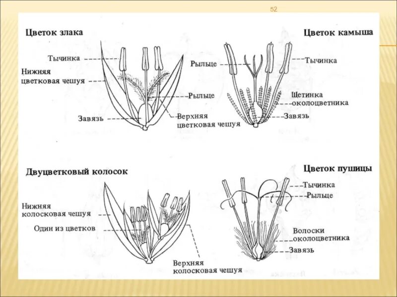 Егэ генеративные органы. Семейство злаковые строение цветка. Семейство злаковые схема. Семейство злаковые строение и формула цветка. Строение пшеницы семейство злаковых.