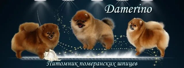Питомник померанских шпицев медвежьего. Померанский шпиц выставочный. мини шпиц померанский приют. шпиц выставка. питомник померанских шпицев.